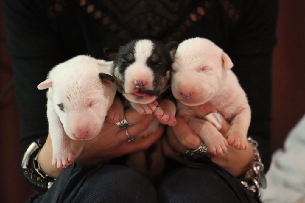 chiot Bull Terrier Rowenagain