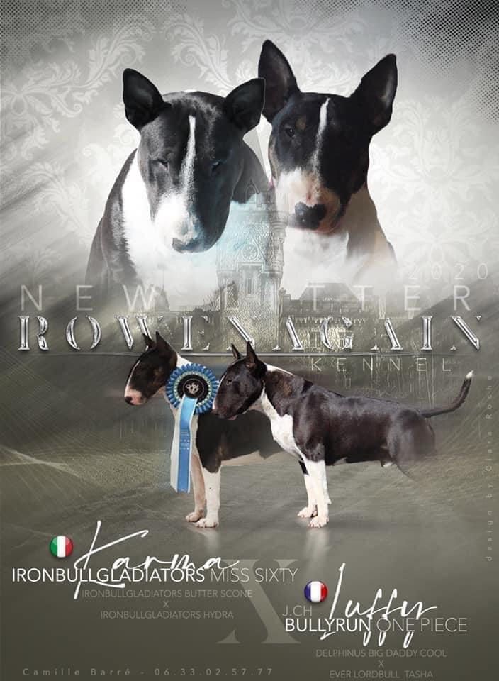 Rowenagain - Bull Terrier - Portée née le 27/10/2020