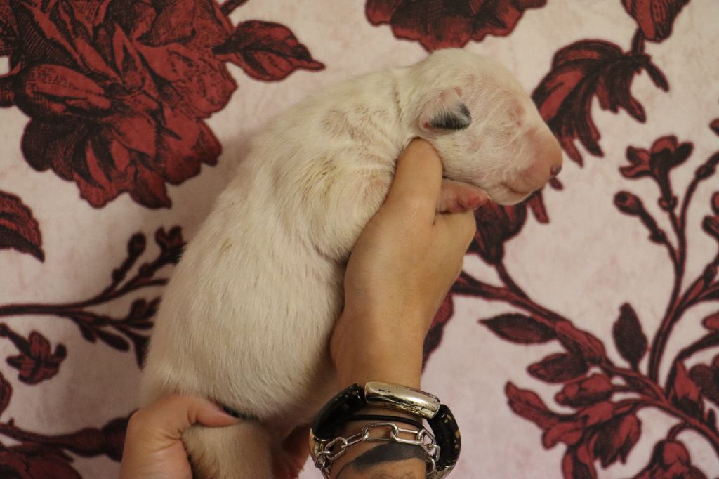 Rowenagain - Chiot disponible  - Bull Terrier