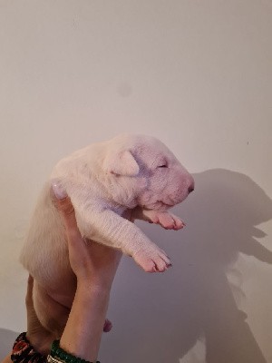 Rowenagain - Bull Terrier - Portée née le 28/02/2022