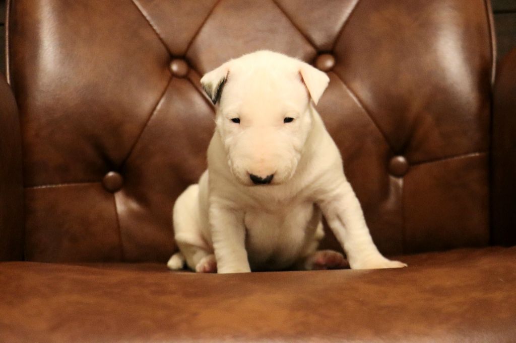 Rowenagain - Chiot disponible  - Bull Terrier